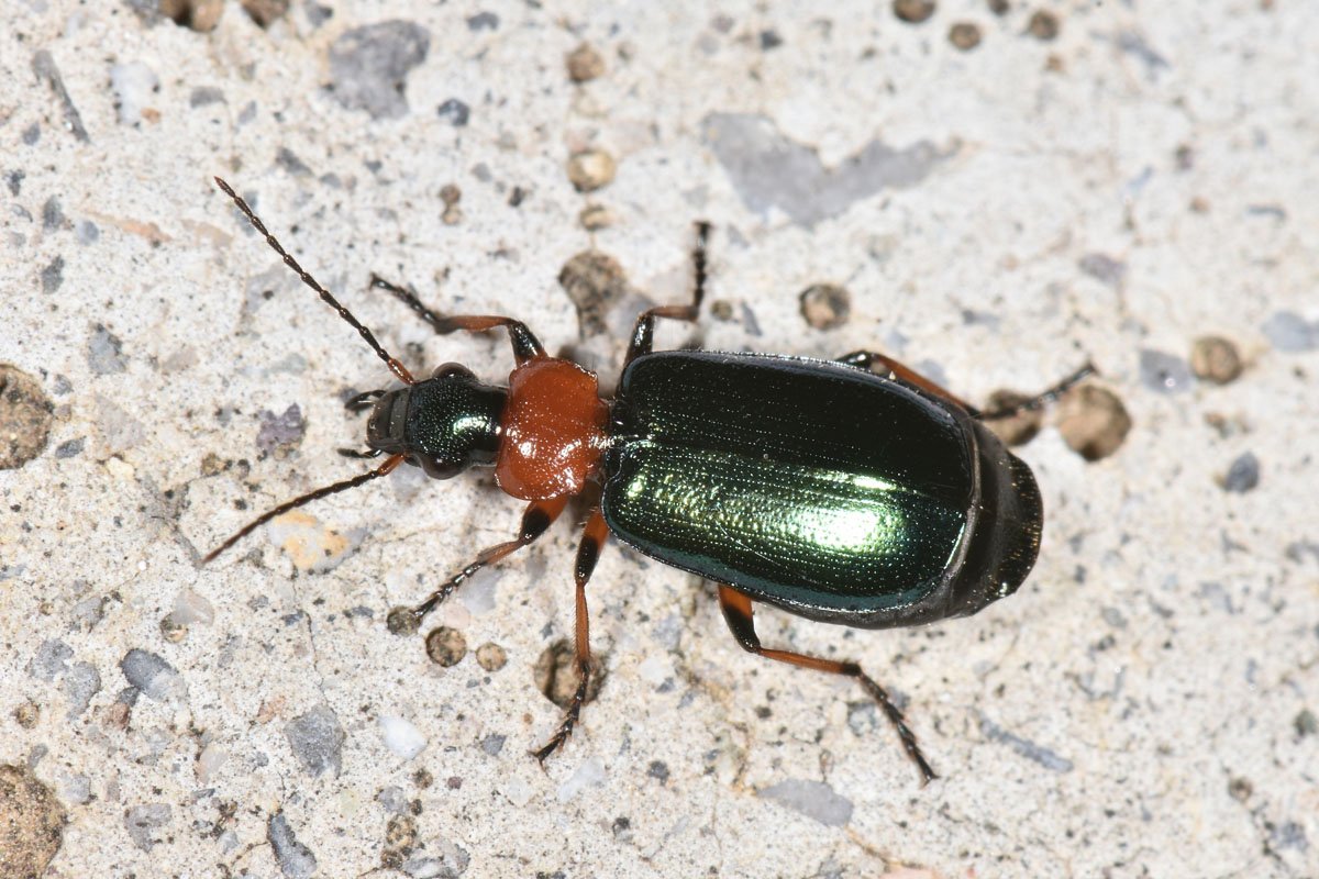 Carabidae:  Lamprias cyanocephalus?  S !